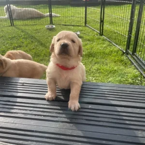 KC Registered Golden Retriever Pups For Sale - Image 8