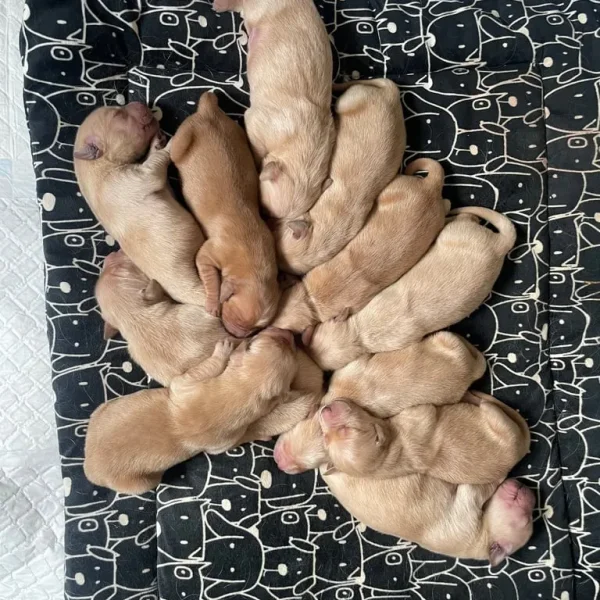 KC Registered Golden Retriever Pups For Sale