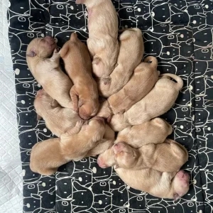 KC Registered Golden Retriever Pups For Sale