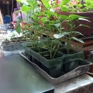 red pepper - veg plant