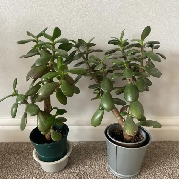 2x succulent house plants - £5