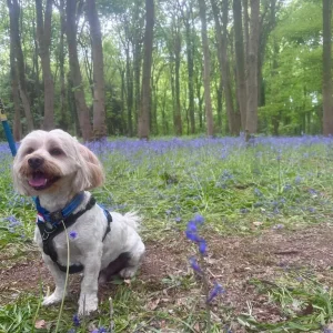 🐾 Harvey – 3-Year-Old Shorkie 🐾 - Image 2