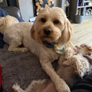 🐾 Harvey – 3-Year-Old Shorkie 🐾 - Image 3