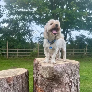 🐾 Harvey – 3-Year-Old Shorkie 🐾 - Image 4