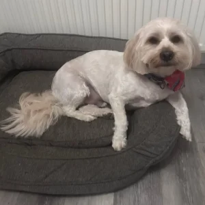 🐾 Harvey – 3-Year-Old Shorkie 🐾 - Image 5