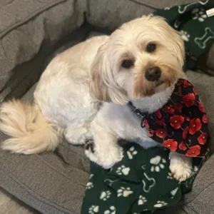 🐾 Harvey – 3-Year-Old Shorkie 🐾 - Image 6