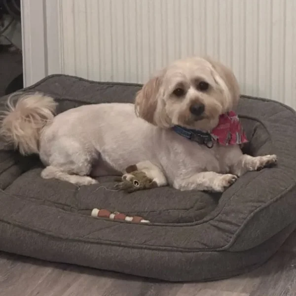 🐾 Harvey – 3-Year-Old Shorkie 🐾