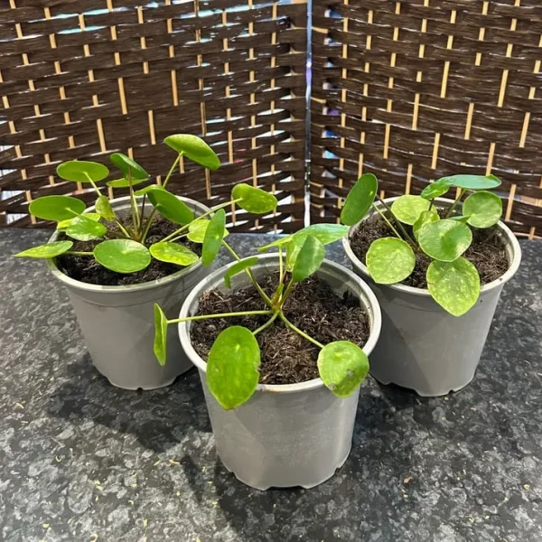 Chinese money plants