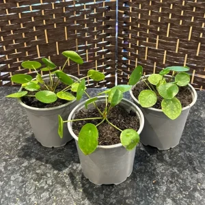 Chinese money plants