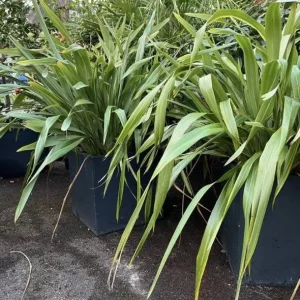 4 x Established Green Phormiums all in Pots - Image 2