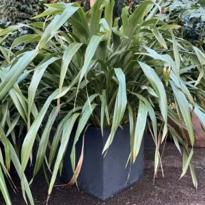 4 x Established Green Phormiums all in Pots - Image 3