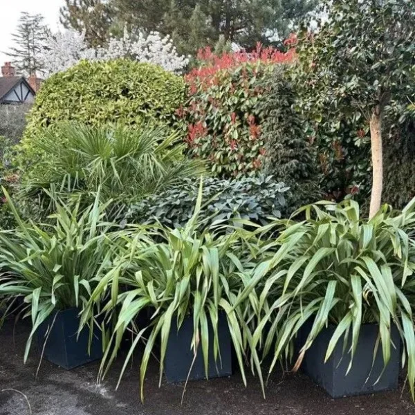 4 x Established Green Phormiums all in Pots