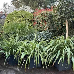 4 x Established Green Phormiums all in Pots