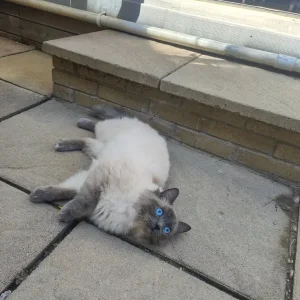 Ready to go now ragdoll kittens - Image 2