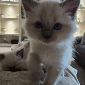 Ready to go now ragdoll kittens - Image 3