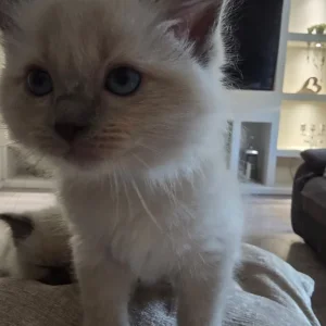 Ready to go now ragdoll kittens - Image 4