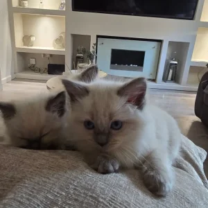 Ready to go now ragdoll kittens - Image 5