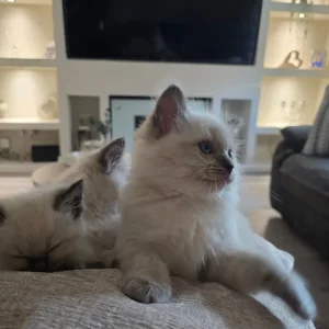 Ready to go now ragdoll kittens - Image 6