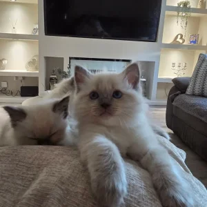 Ready to go now ragdoll kittens - Image 7