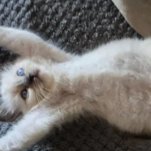 Ready to go now ragdoll kittens - Image 8