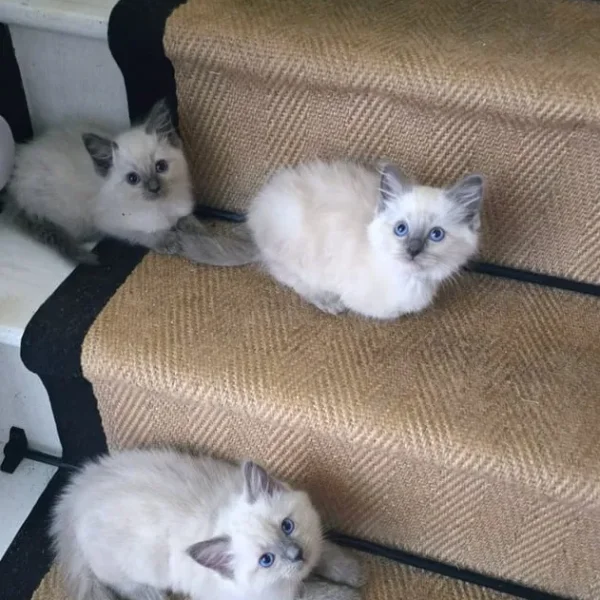 Ready to go now ragdoll kittens