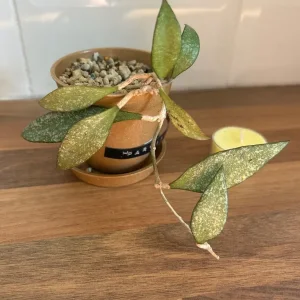 Plant Hoya Parviflora - Image 2