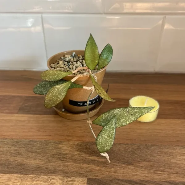 Plant Hoya Parviflora