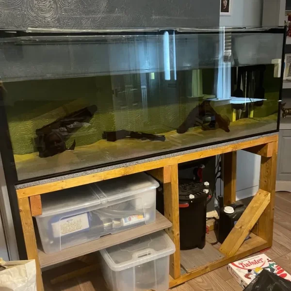 5ft fish tank