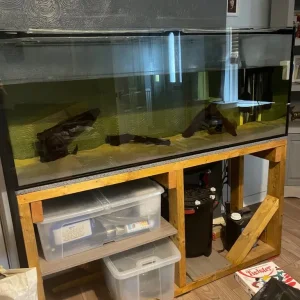 5ft fish tank