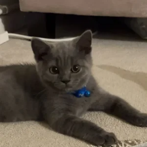 Male British shorthair kitten 16 weeks BSH short hair