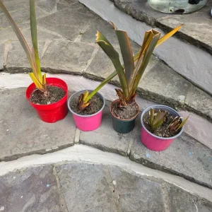 Beautiful Baby Phormiums – Ready for a New Home - Image 2