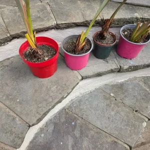 Beautiful Baby Phormiums – Ready for a New Home - Image 3