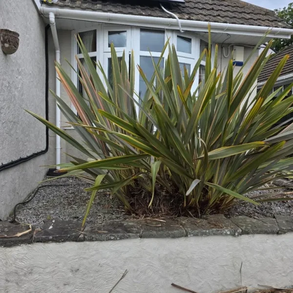 Beautiful Baby Phormiums – Ready for a New Home