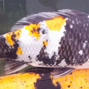 Pond koi carp - Image 2