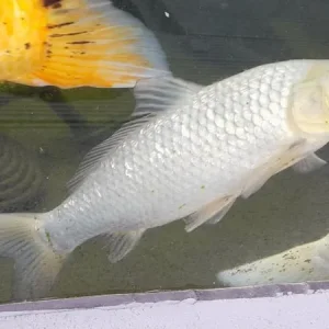 Pond koi carp - Image 3