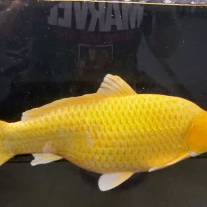 Pond koi carp - Image 4