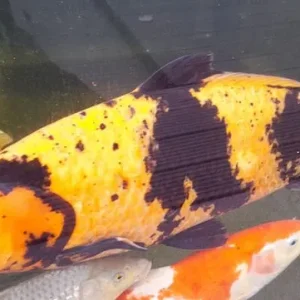 Pond koi carp - Image 5