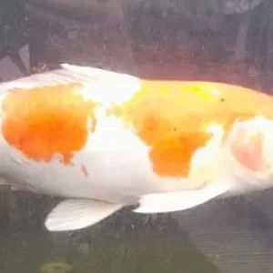 Pond koi carp