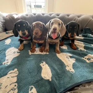 dachshund puppies - Image 2