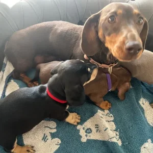 dachshund puppies - Image 3