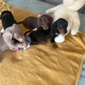 dachshund puppies - Image 4