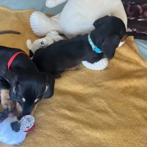 dachshund puppies - Image 5