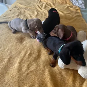 dachshund puppies - Image 6