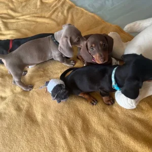 dachshund puppies - Image 7