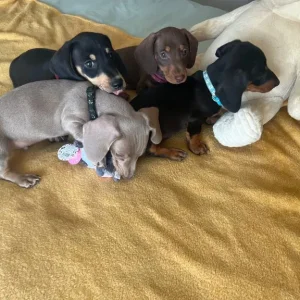 dachshund puppies - Image 8