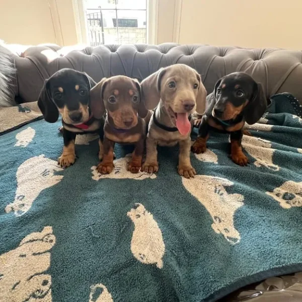 dachshund puppies