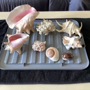 8 Assorted Sized Shells. - Image 2