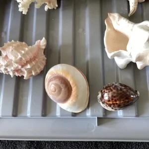 8 Assorted Sized Shells. - Image 3