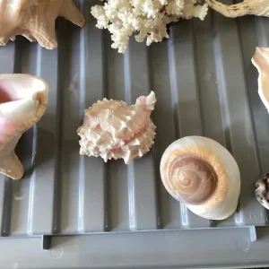 8 Assorted Sized Shells. - Image 4