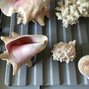 8 Assorted Sized Shells. - Image 5